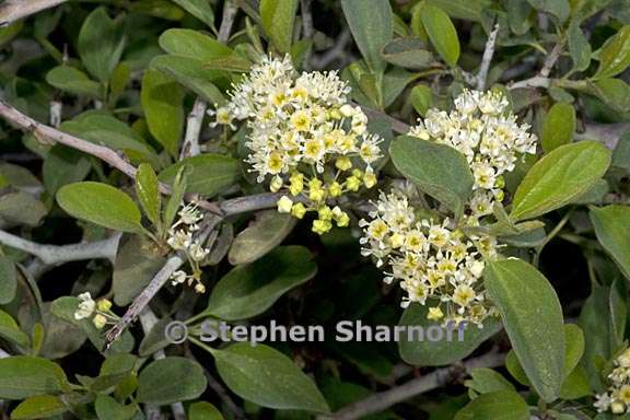 ceanothus cordulatus 2 graphic